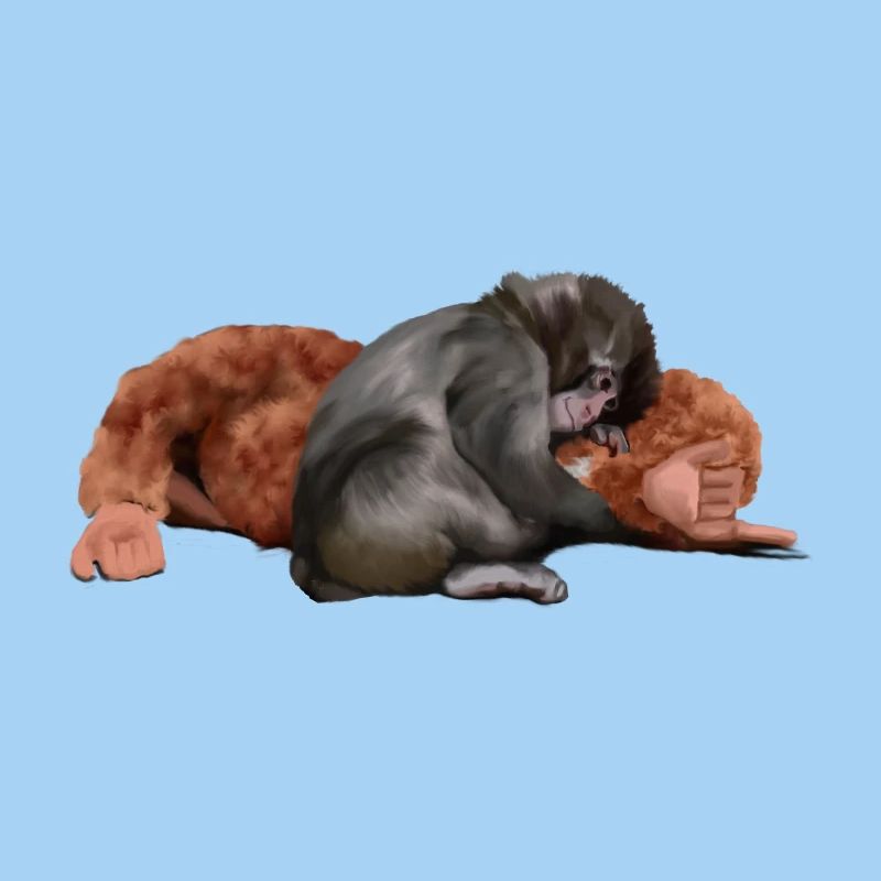 Punch - das Äffchen