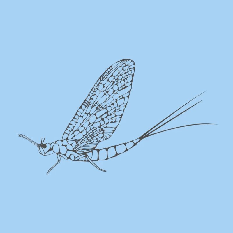 insect