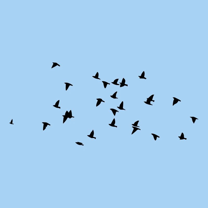 birds