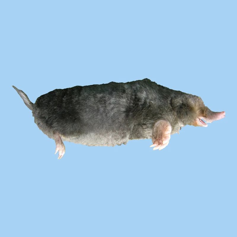 Mole