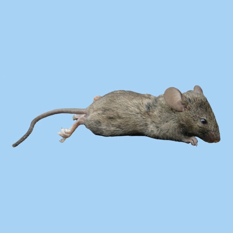 Souris