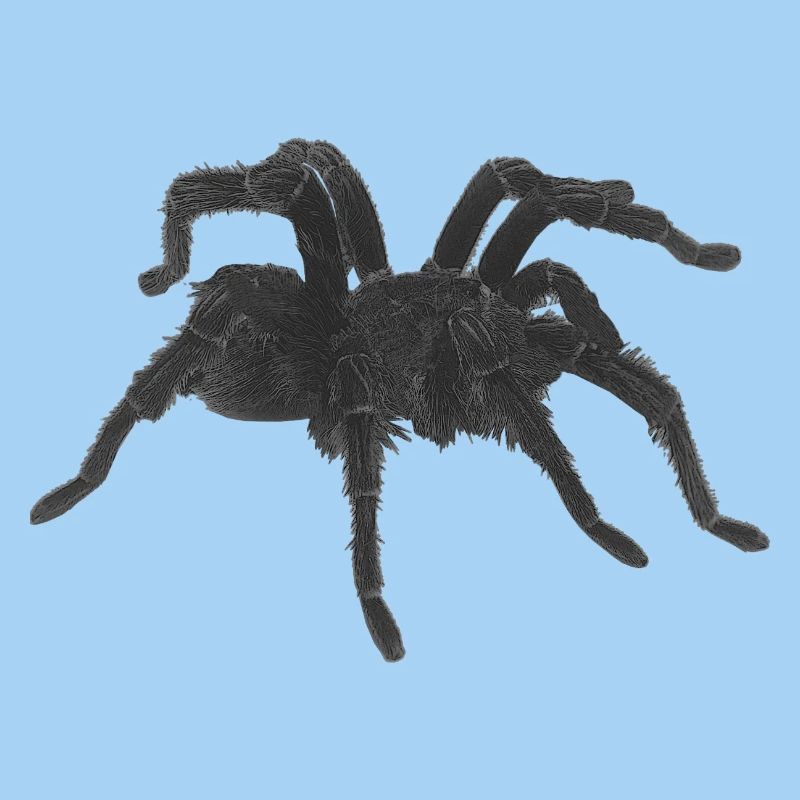 Tarantel design, geburtstagsgeschenk Mann, goth