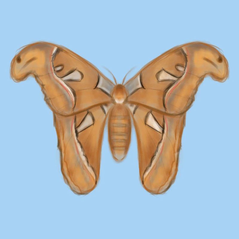 Giant Moth Drawing