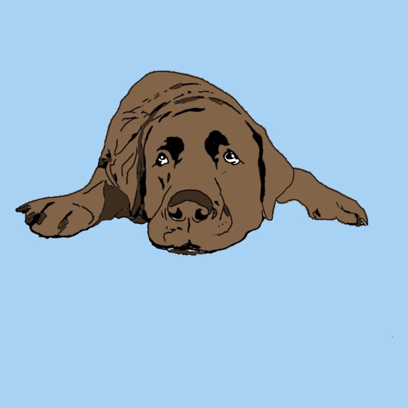 Labrador