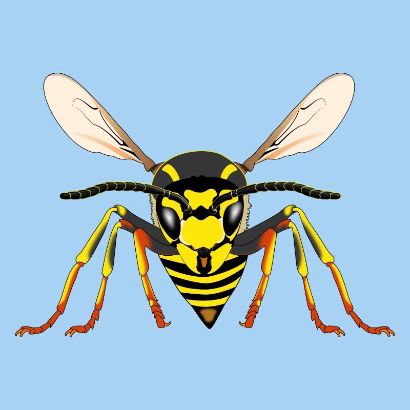 Wasp from the front