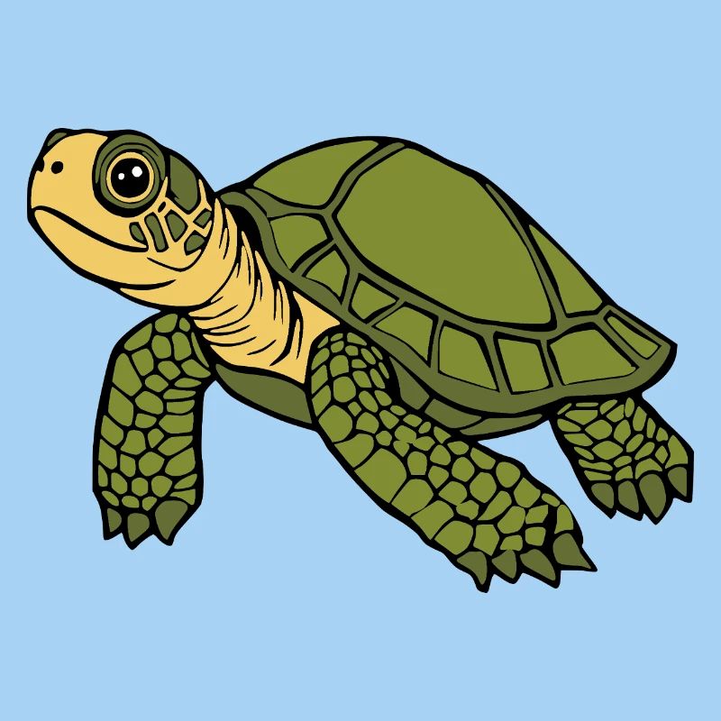 Turtle Turtles