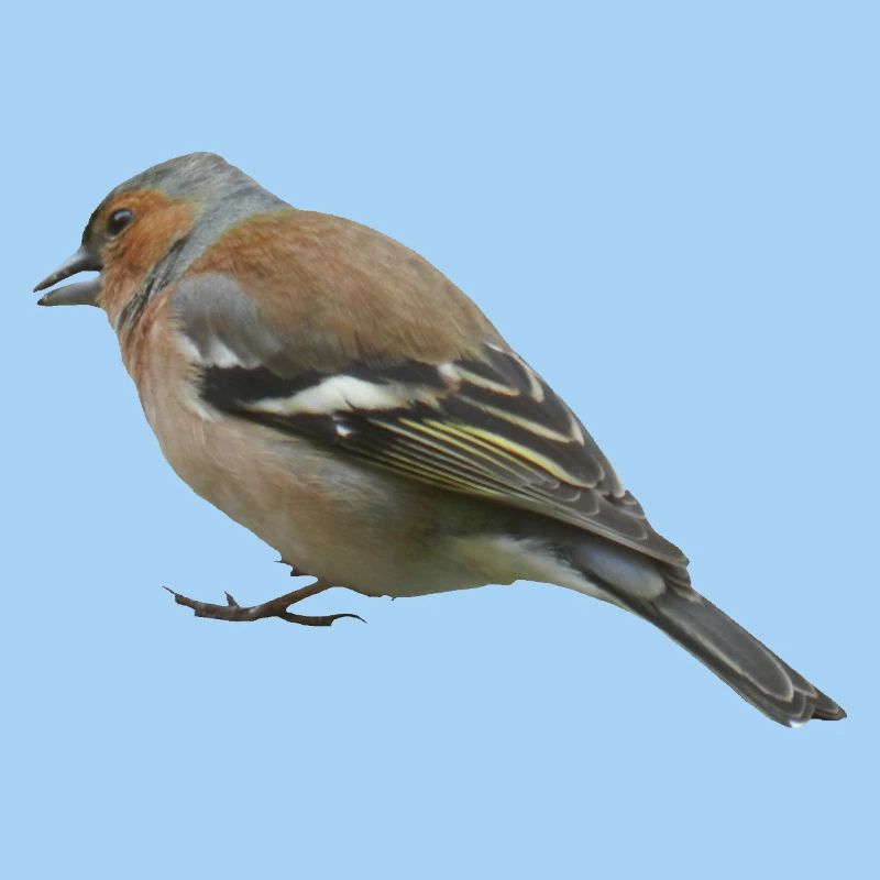 Chaffinch (side)