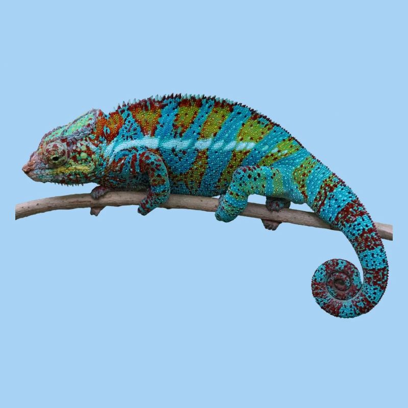 Caméléon