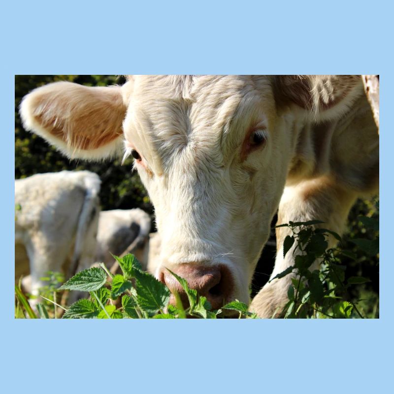 Affiche vache