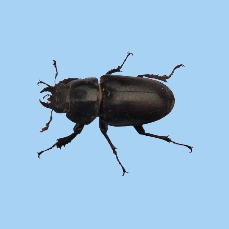 Hirschkäfer Weibchen