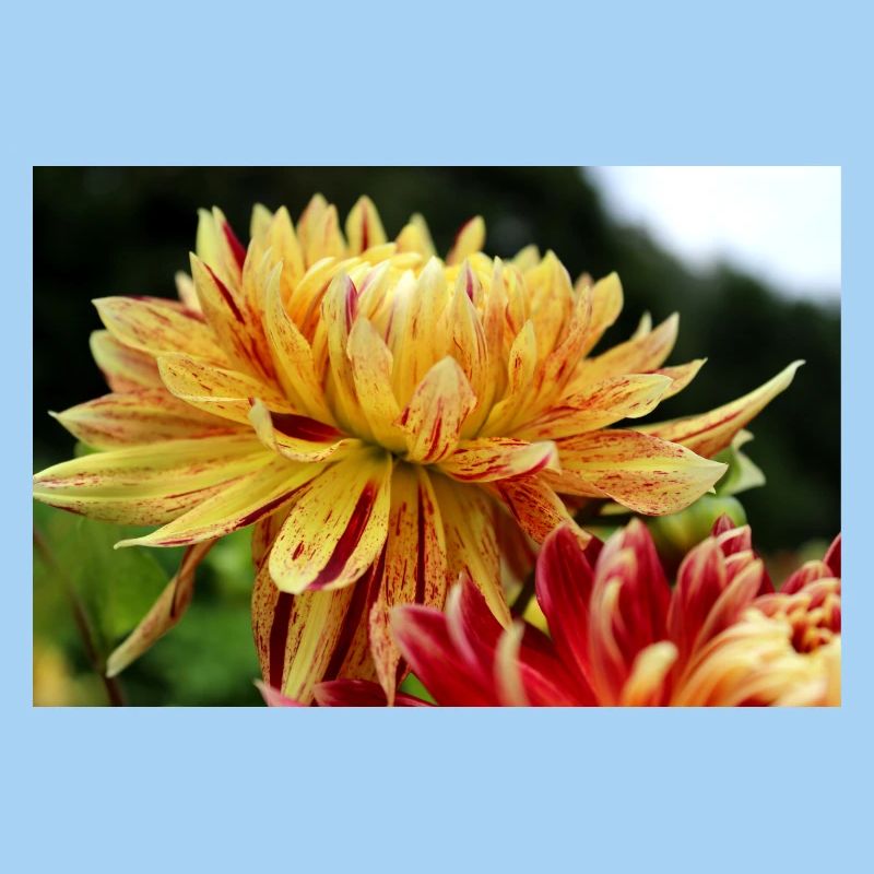 Dahlia fleur jaune, fleur