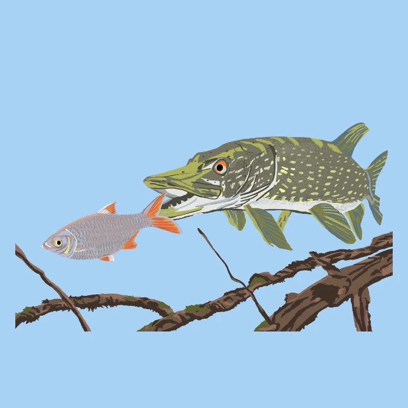 A pike chases a rudd