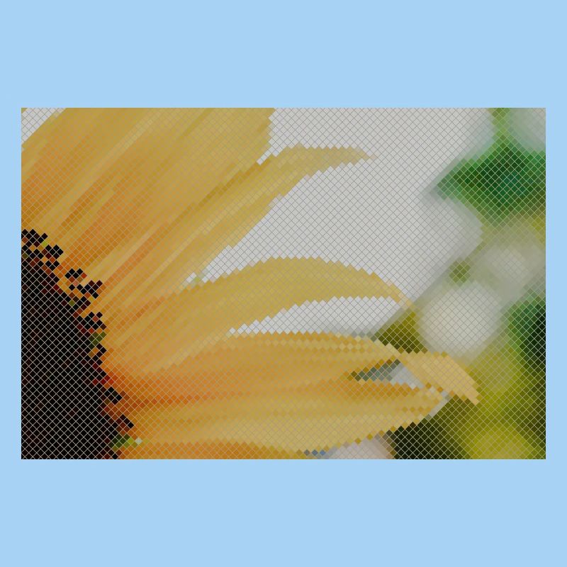 Tournesol Gros plan Jaune Orange