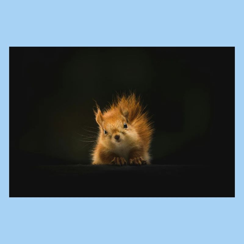 Flauschiges Eichhörnchen Lichtblick