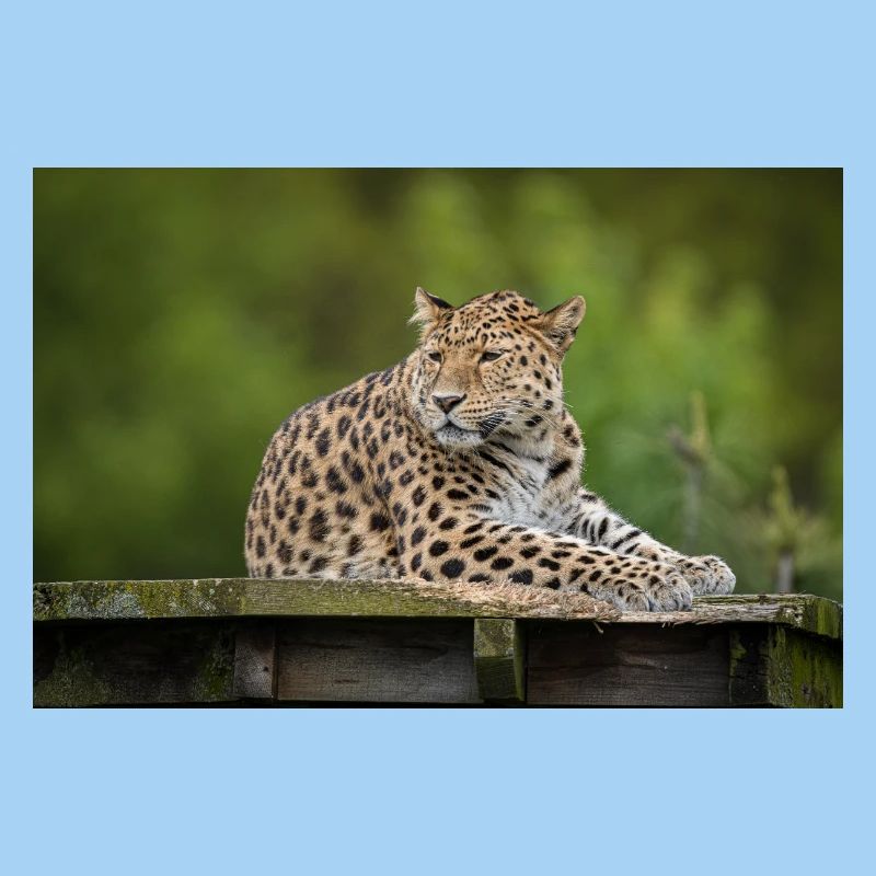 Leopard
