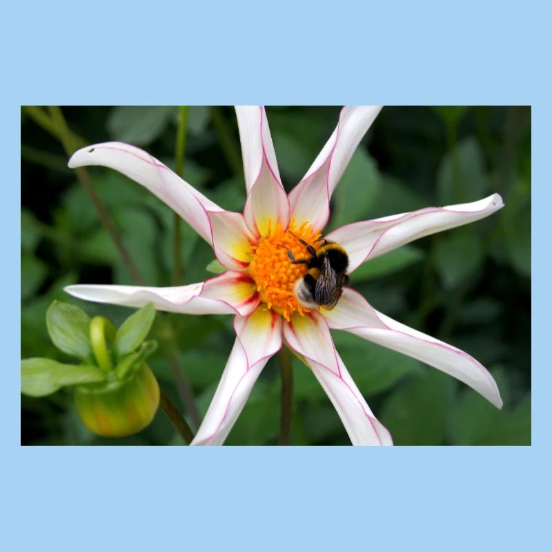 Blume mit Hummel
