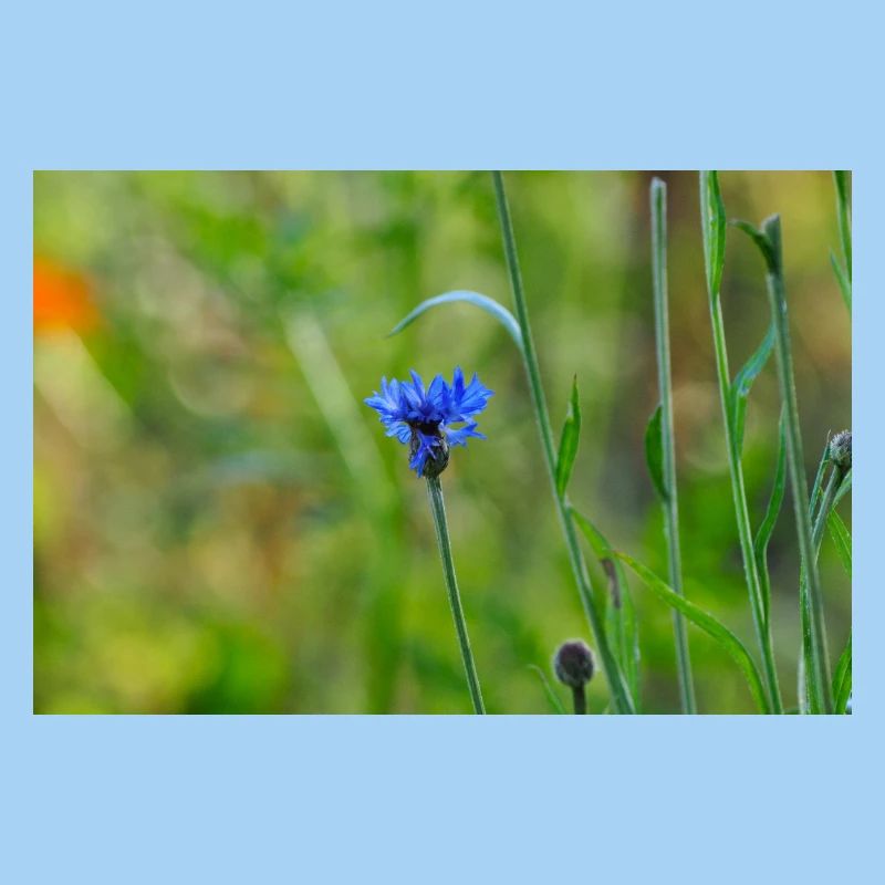 Kornblume 