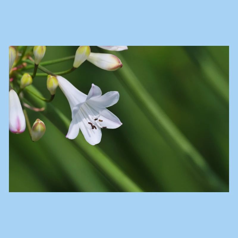 Macro de la fleur de lys blanc