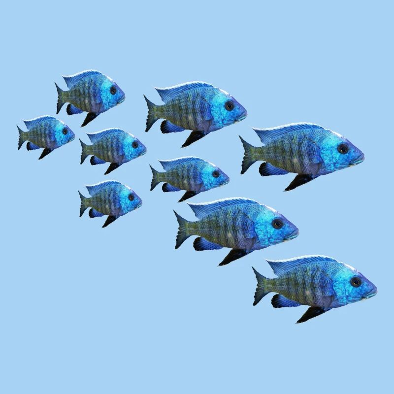 poisson perche mérou mérou perche