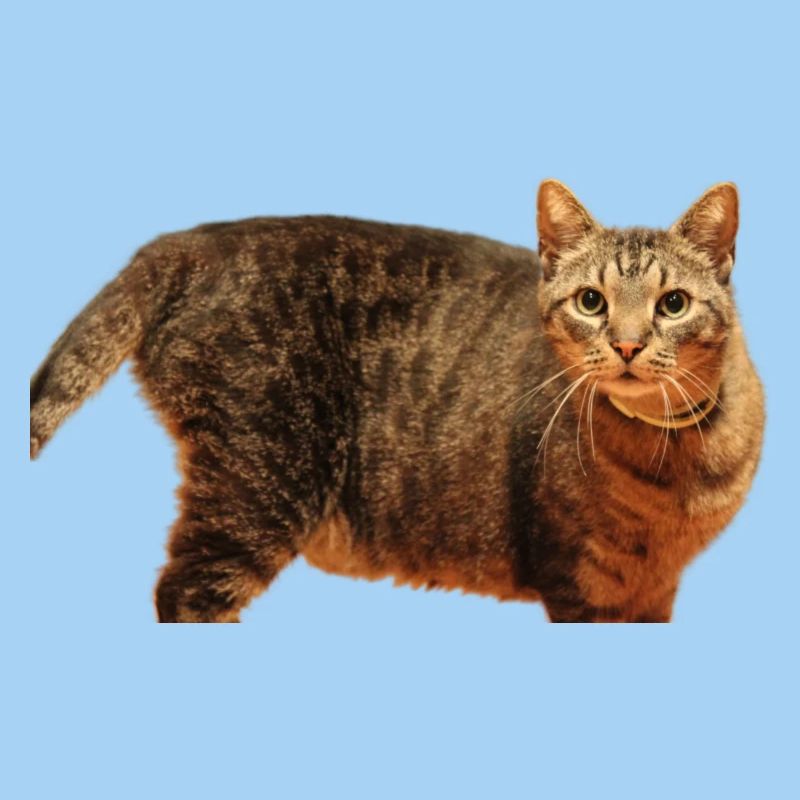 Katze Kätzchen