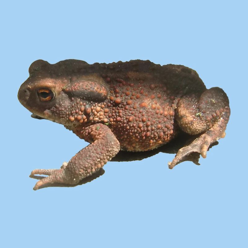 toad
