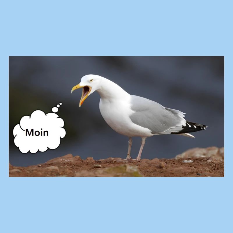 Moin Möwe