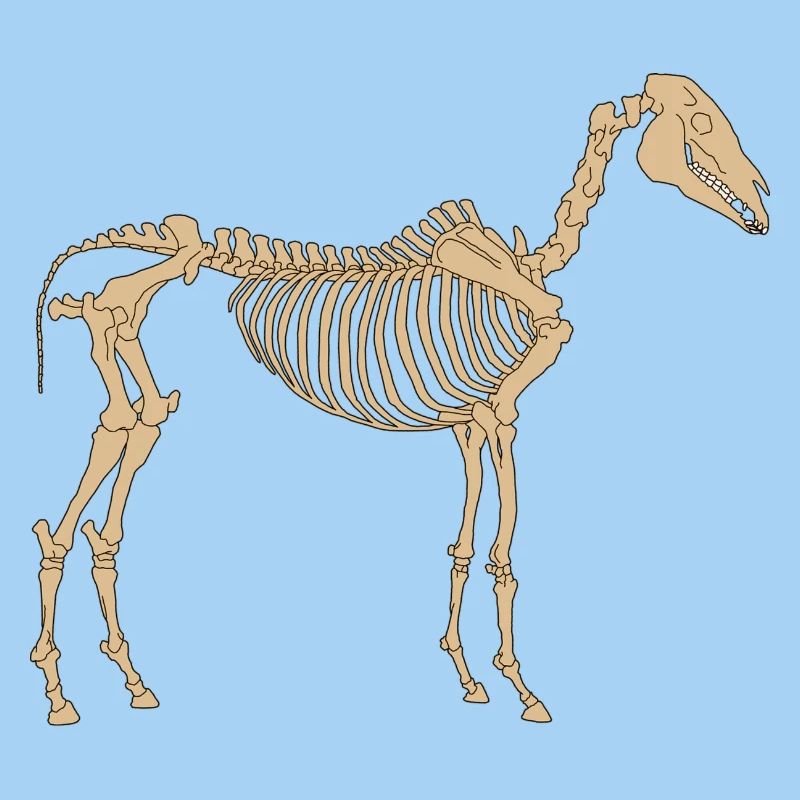 Paläolithisches Skelettpferd