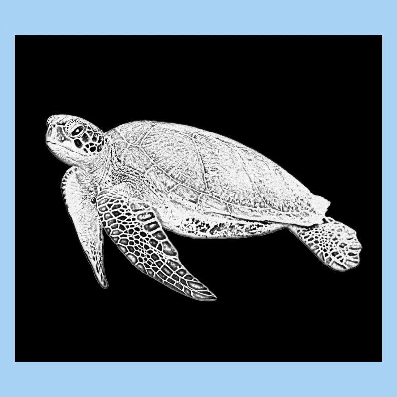 Schildkröte