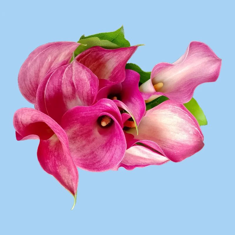 Lys Calla