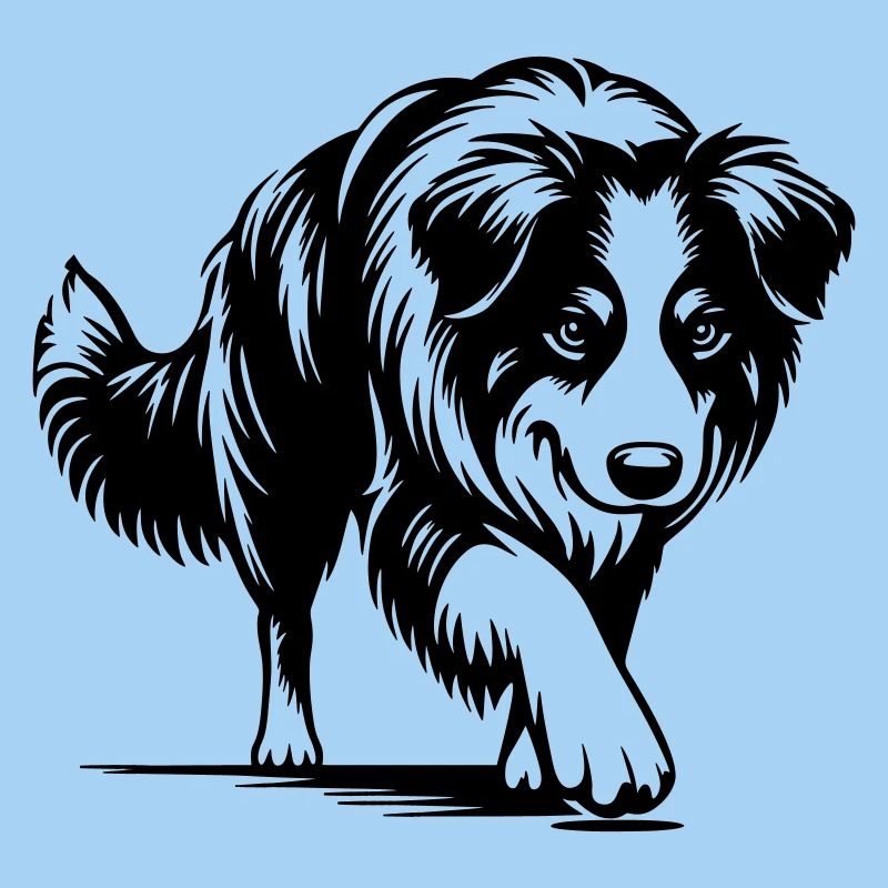 Australian Shepherd