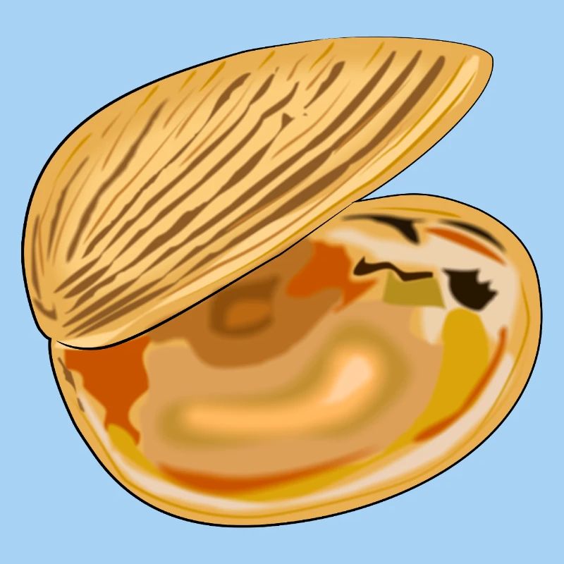Shell unfolded