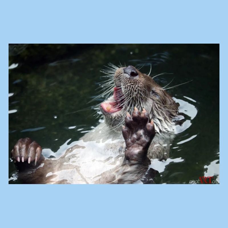 Otter
