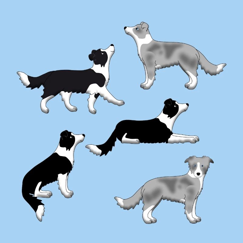 Border Collie selection