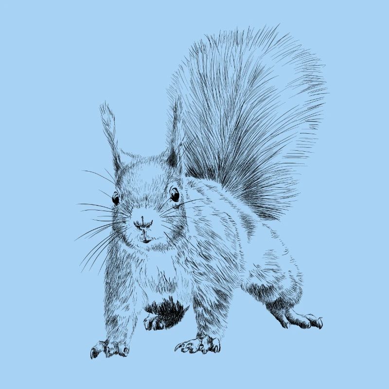 Eichhörnchen 