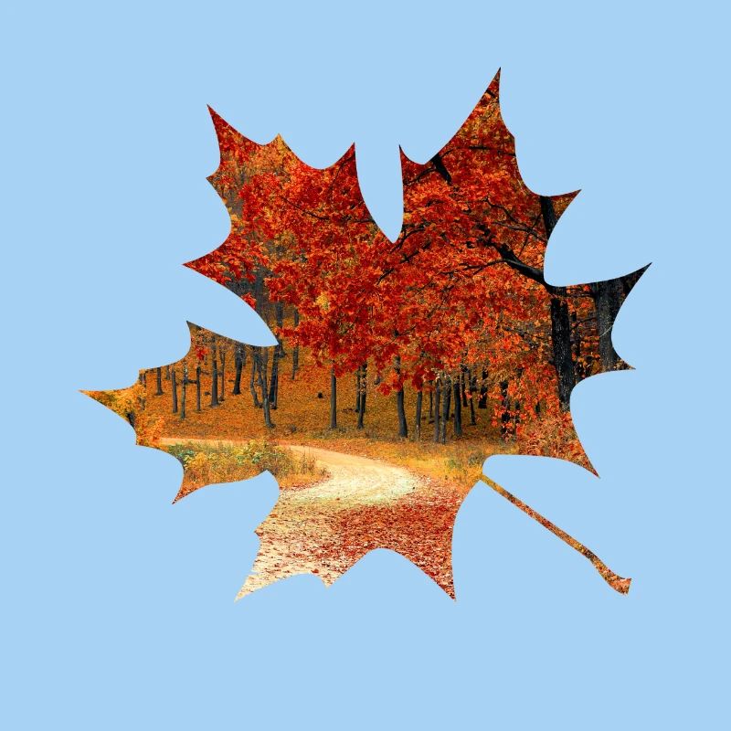 Autumn maple leaf forest foliage