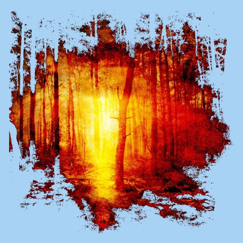 Nature forest trees sunbeam sun gift idea