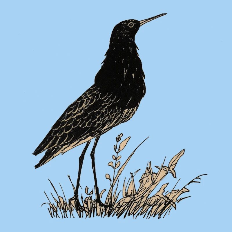 Vogel