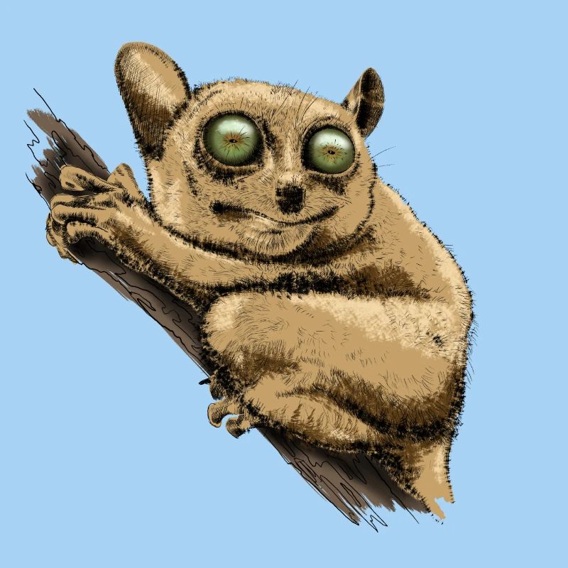 Tarsier