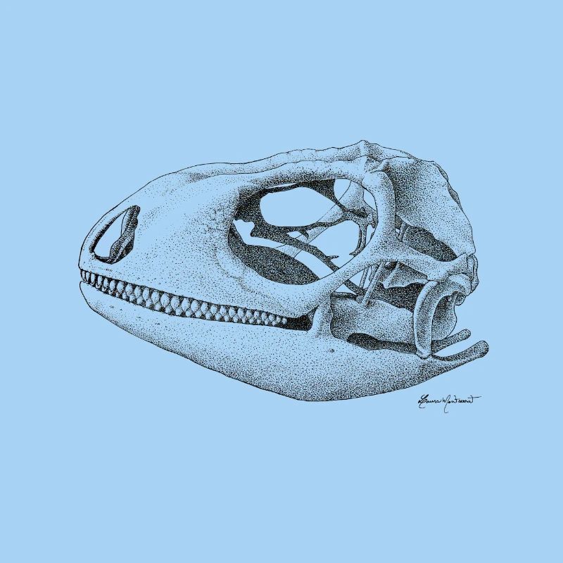 Teiú Lizard Skull - Ink
