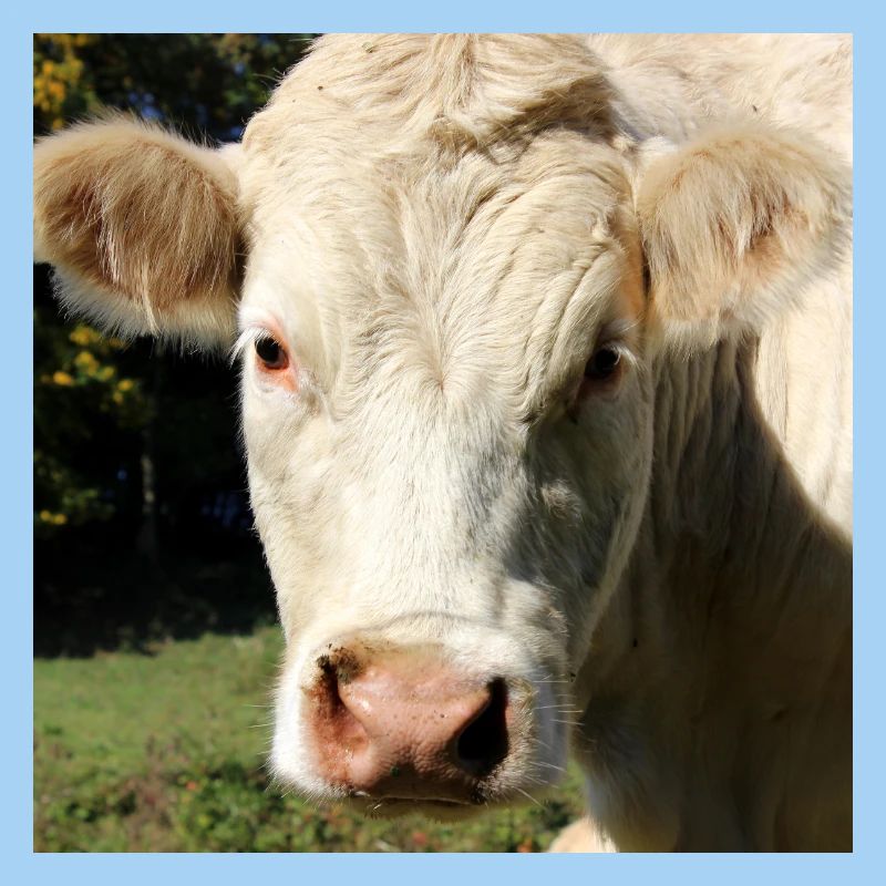 Cow Poster