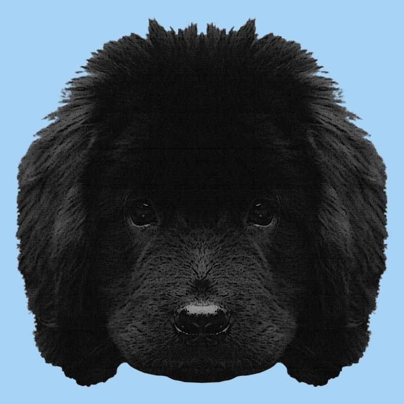Chiot mignon, chiot Terre-Neuve, races de chiens