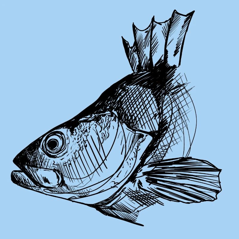 Perche - Pêche à la perche - Poisson préféré