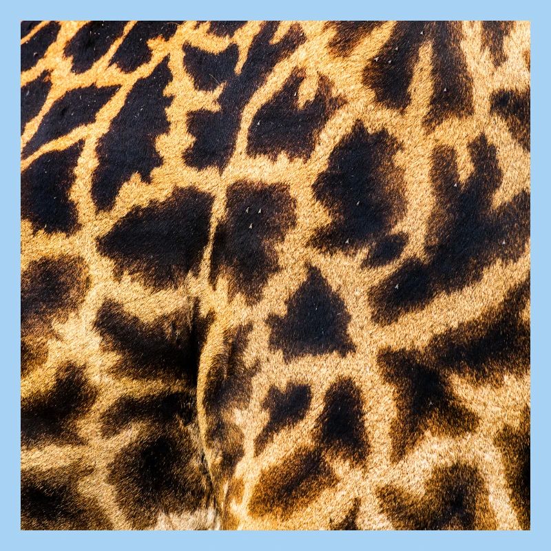 SAFARI