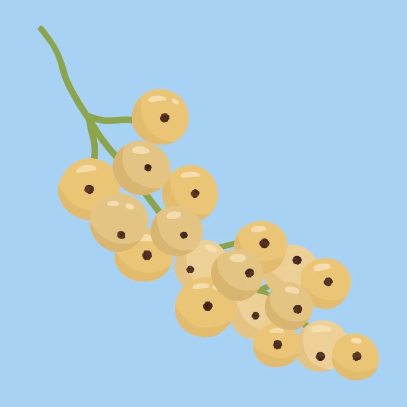White Currant Bunch Illustration