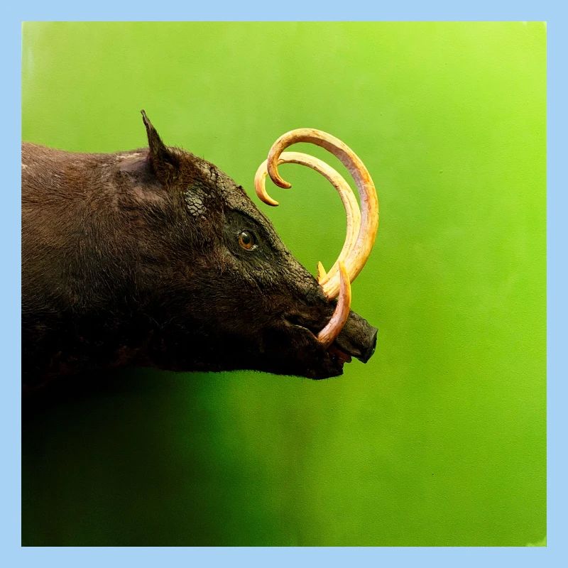 Wild boar