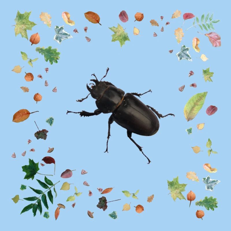 Hirschkäfer mit Herbstlaub