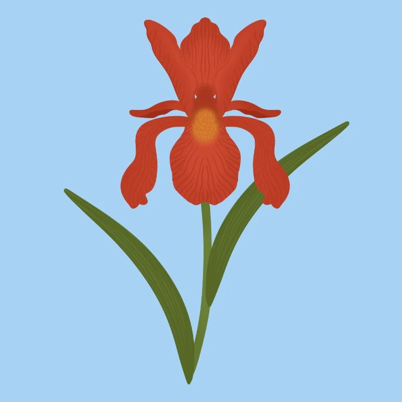 Iris Botanische Illustration
