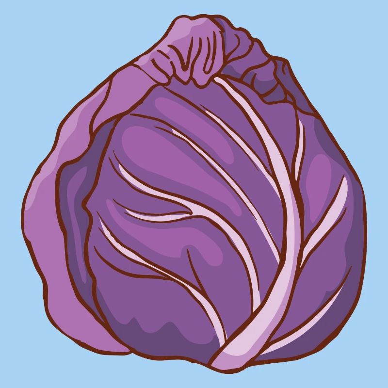Red cabbage head Blue cabbage red cabbage Blue cabbage