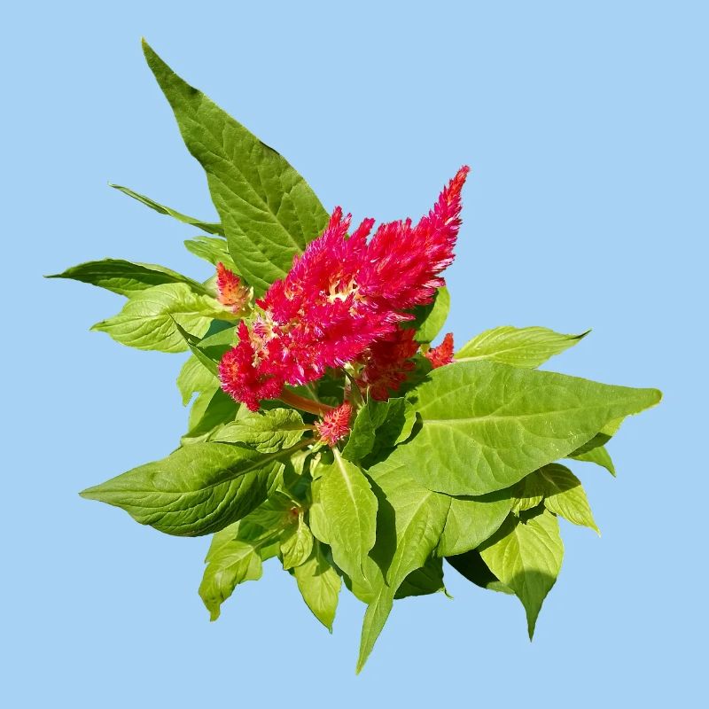 RED CELOSIA