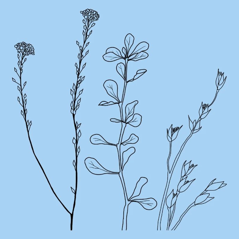 Blumen Line Art